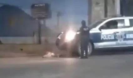 Perro atropellado