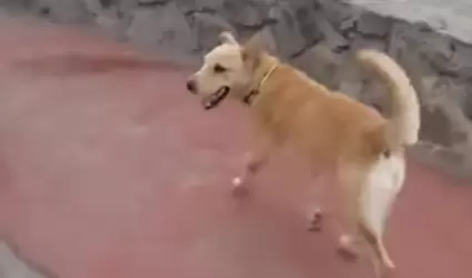Perro migrante