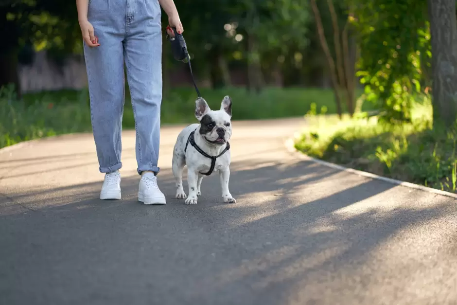 Es importante pasear a tu mascota diariamente.