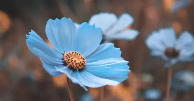 Flores azules