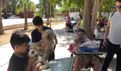 Esterilizacin canina y felina