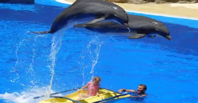 Delfines