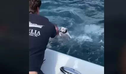 Perro rescatado