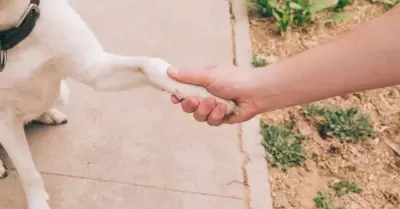 Patitas de perro.