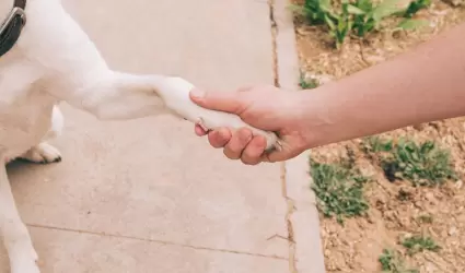 Patitas de perro.