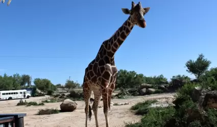 Pancho, la jirafa del Centro Ecolgico