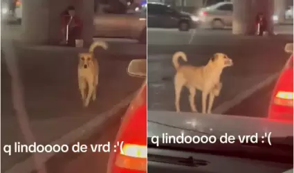 Perrito