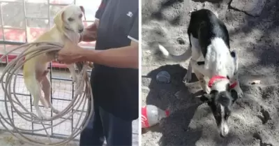 Perros rescatados en Cajeme