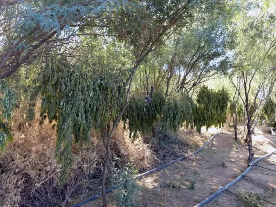 Plantas de marihuana en proceso de secado