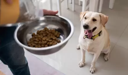 Alimento para perro.