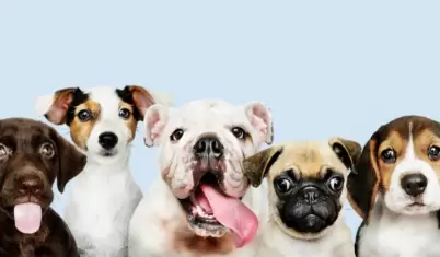 Perros