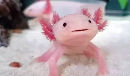 Ajolote