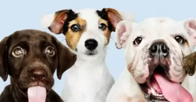 Perros