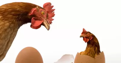 Gallina y huevo