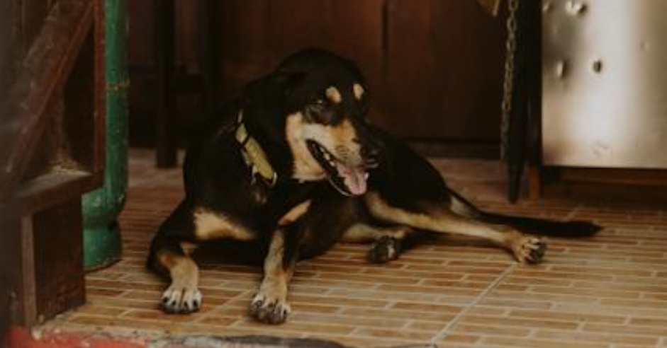 Realizarán primer foro de protección animal en Sonora - Uniradio ...