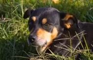 Con las lluvias, aumentan reportes de perros extraviados en Hermosillo