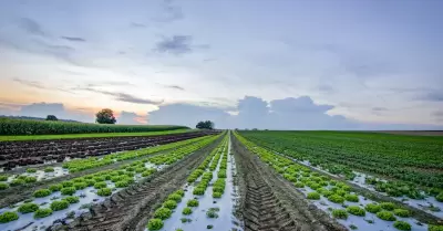 Campo De Lechuga