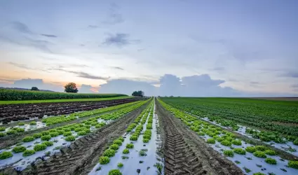 Campo De Lechuga