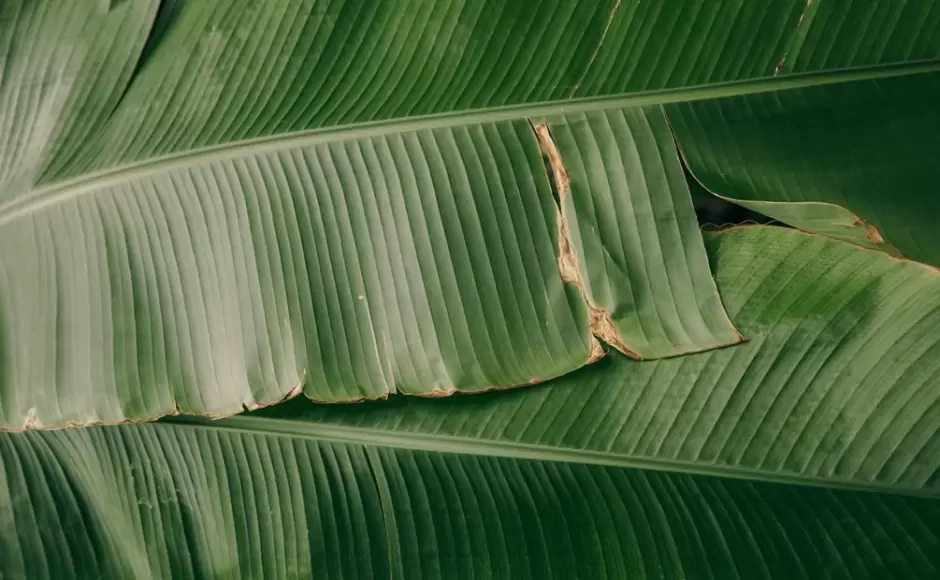 Hoja de pltano
