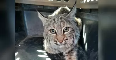 Lince rescatado por bomberos