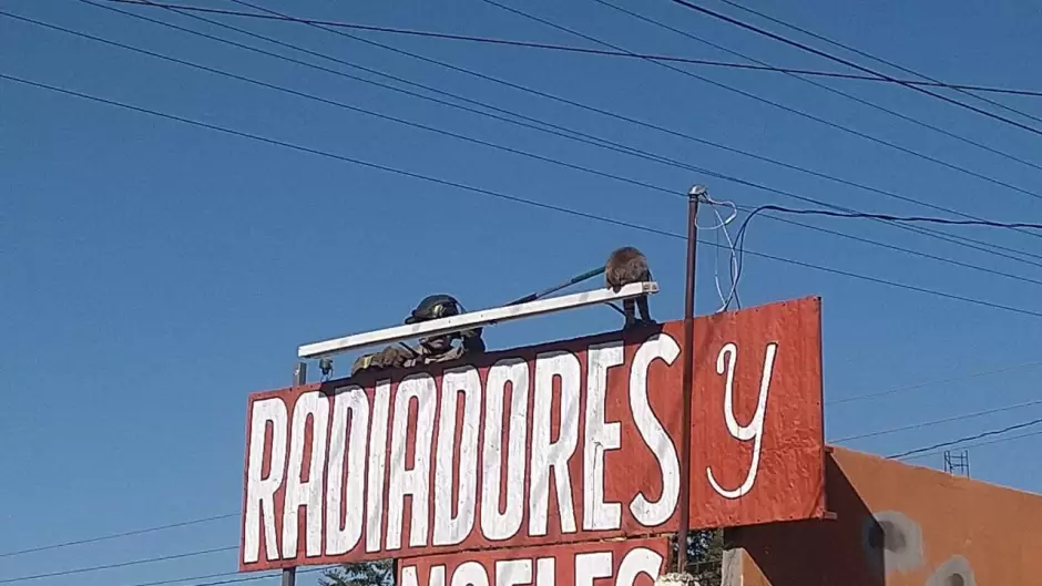 Bomberos rescatan un lince