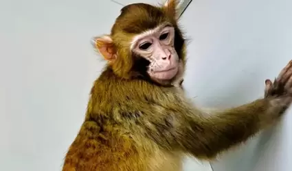 Un mono reshus fue clonado con éxito por científicos chinos