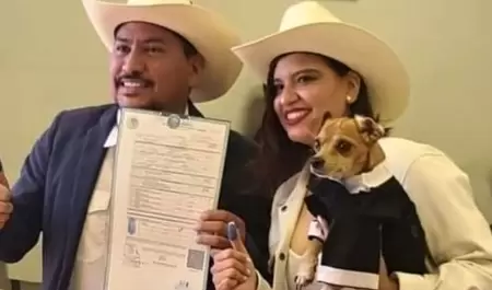 Perrito chihuahua es testigo de honor del matrimonio de sus dueos
