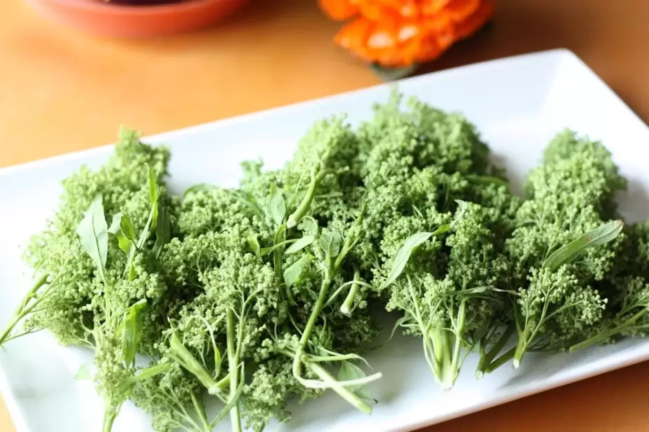 Del huauzontle se pueden comer las hojas, las ramas, las flores y las semillas