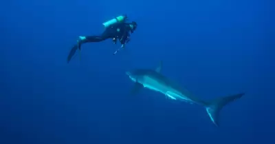 Tiburones