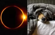 Cómo afecta el eclipse solar a los animales
