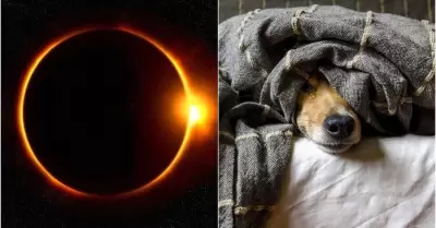 Eclipse animales