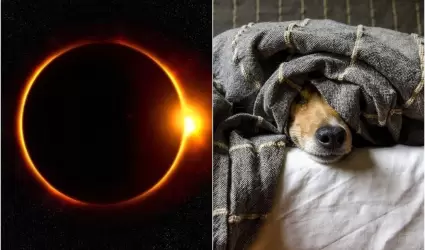 Eclipse animales