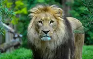 Hombre muere devorado al intentar tomarse una selfie con un león, en India