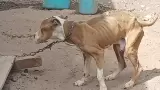 Perro rescatado