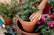 Ideas para decorar el jardn con plantas