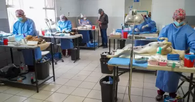Esterilización y prevención de enfermedades de mascotas