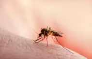 En Sonora no se ha presentado repunte de casos de dengue: secretario de Salud