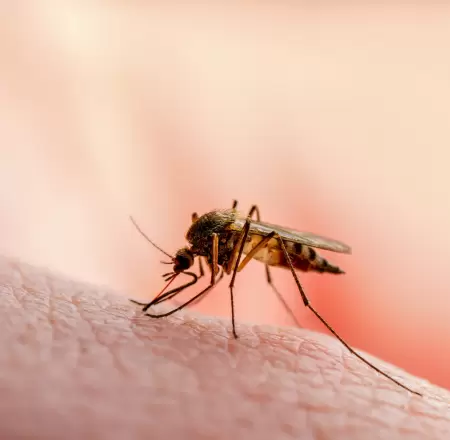 Mosquito