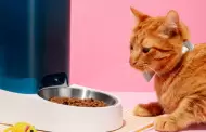 Alimento para gato en oferta en Amazon