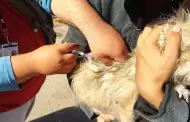 Ya hay vacuna antirr�bica en Sonora: adquieren 155 mil dosis