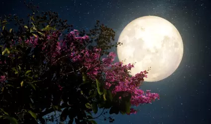 Luna de Flores