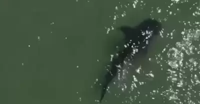 tiburn ballena