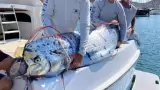 Pez remo encontrado por pescadores deportivos en el Mar de Corts