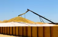 Acuerdan pagar 310 dlares por tonelada de trigo cristalino a productores sonorenses