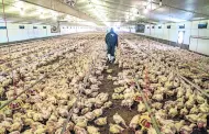 OMS confirma caso de gripe aviar AH9N2 en India