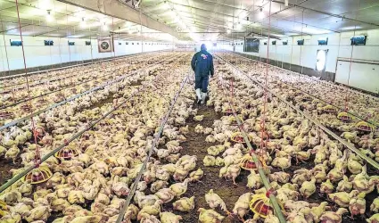 gripe aviar AH9N2