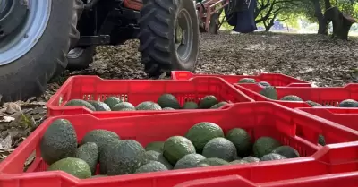 Cosecha de aguacate en Michoacn