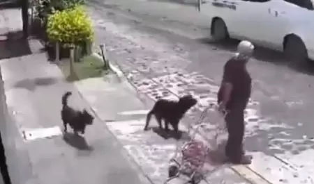 Ataque de perros