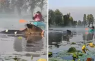 VIDEO Sorprende aparicin de vacas nadando en canales de Xochimilco