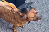 VIDEO "El Cejas", perro callejero, se grada de secundaria